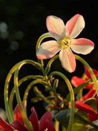 Close-up of flowering plant