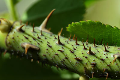 Close-up of green leaf