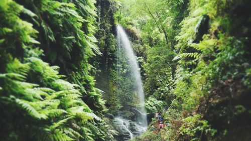 Scenic view of waterfall in forest