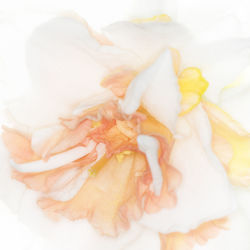 High angle view of white rose