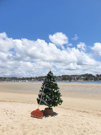  christmas in australia christmas tree on the beach