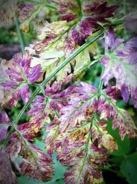 Close-up of purple flowers