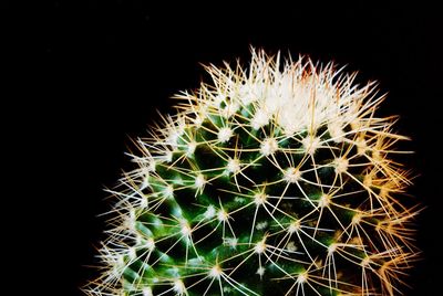 Close-up of cactus plant against black background