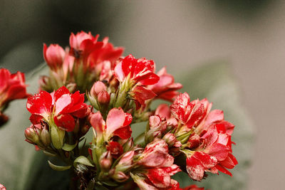 Close-up of red flowering plant