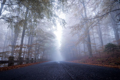 Road amidst trees in forest during winter