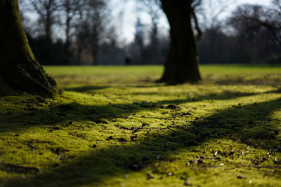 Moss by trees in park