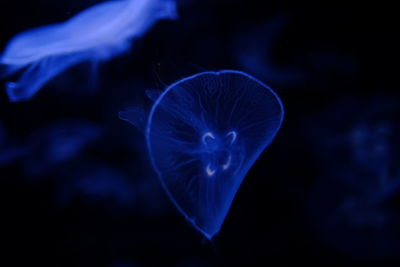 Close-up of jellyfish swimming in sea