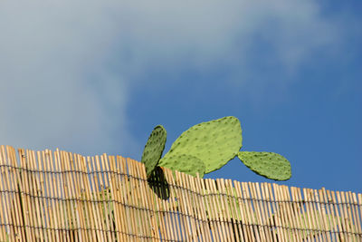 Low angle view of lizard against blue sky