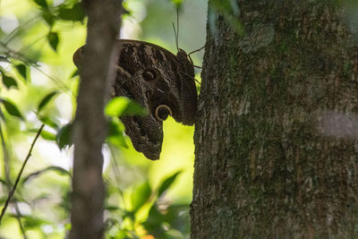 Close-up of squirrel on tree trunk