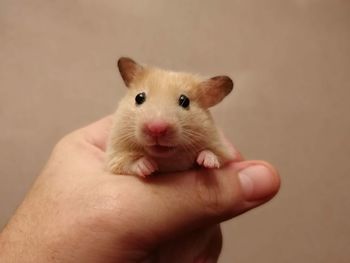 Cropped image of hand holding mouse