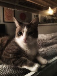 Close-up portrait of cat at home