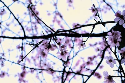 Low angle view of cherry blossoms in spring