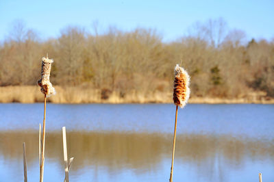 Close-up of cattails against calm lake