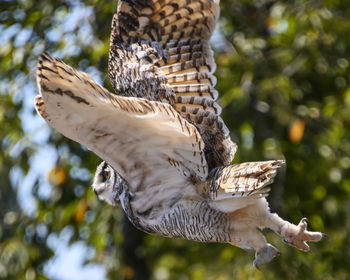 Close-up of a bird flying