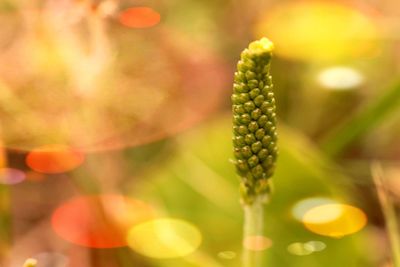 Close-up of flowering plant