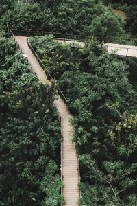 High angle view of plants and trees in forest