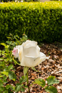 Close-up of white rose on field