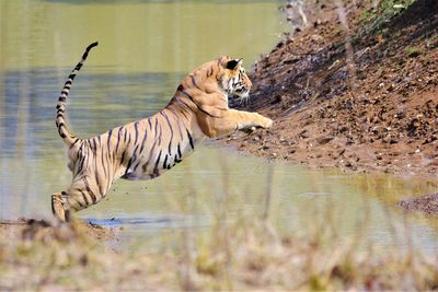 Tiger jumping over river