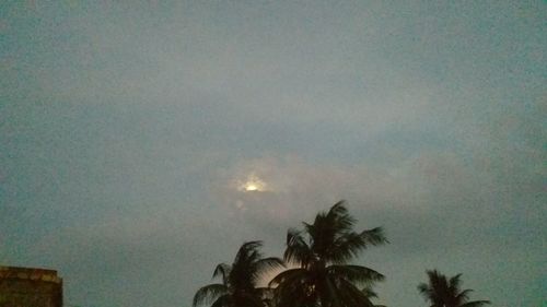 Low angle view of palm trees against clear sky