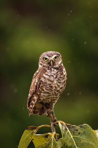 Close-up of owl perching on plant