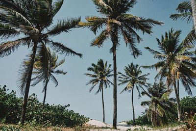 Low angle view of coconut palm trees against sky