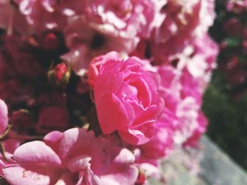 Close-up of pink roses