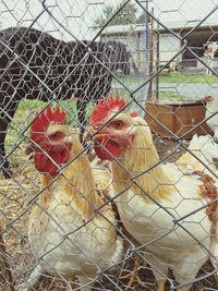 Hens in cage at farm