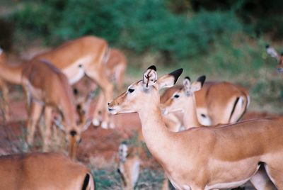 Impala on field