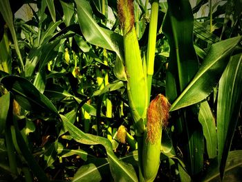 Close-up of fresh yellow flowers on field