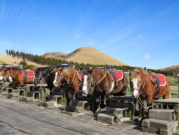 Horse against blue sky