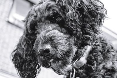 Close-up of black adult labradoodle dog