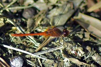 High angle view of insect on plant