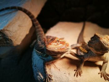 Close-up of lizards on rock