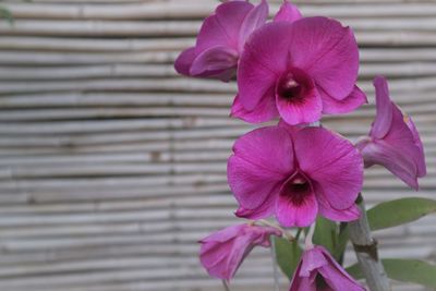 Close-up of pink flower