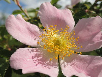 Close-up of pink flower