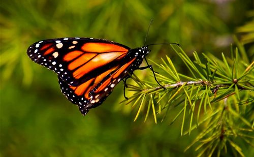 Close-up of butterfly on plant