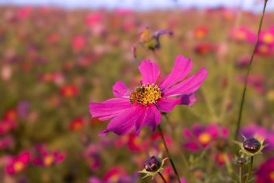 Close-up of purple flowering plants on field