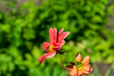 Close-up of red flower