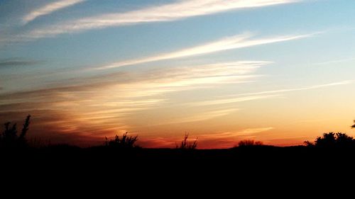 Silhouette of trees at sunset