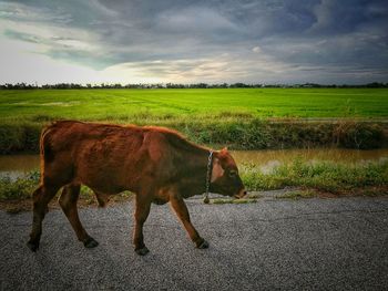 Horse on field against sky