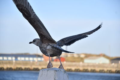 Close-up of seagull flying over sea against sky