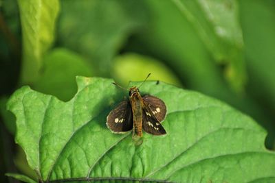 Close-up of butterfly on leaf