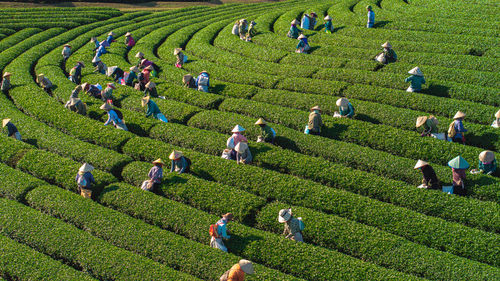 Tea harvest