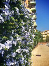 View of flowers against built structure