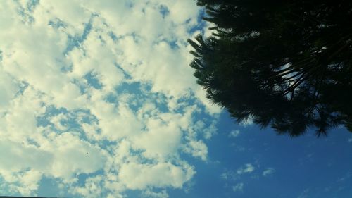 Low angle view of trees against cloudy sky