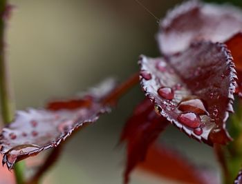 Close-up of water drops on red leaves