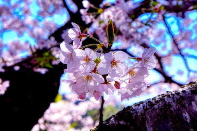 Close-up of cherry blossom tree