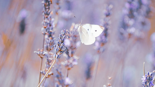 Close-up of butterfly on flower