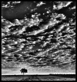 Trees on field against cloudy sky