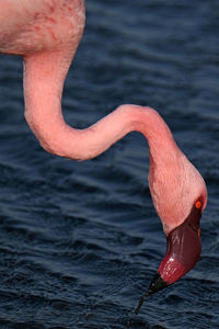 Close-up of a bird in water